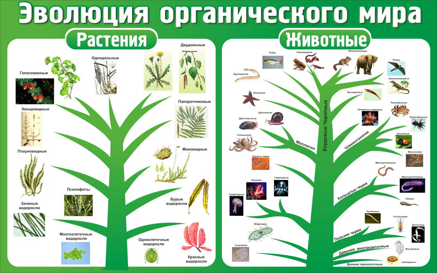 Стенд в кабинет биологии Эволюция органического мира купить в Славянске-на- Кубани